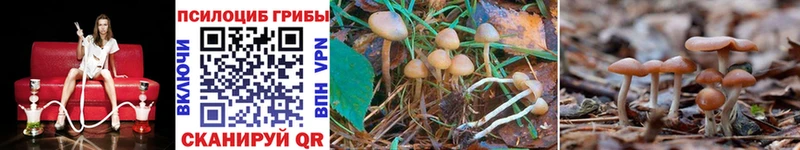 Купить где  Дзержинский  Галлюциногенные грибы GOLDEN TEACHER 